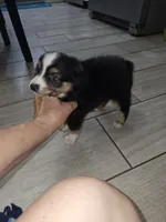 Quigley, a male Toy Australian Shepherd for sale in Haddock, GA – 3 of 5