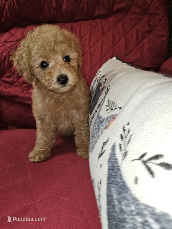 Punkin – Poodle - Miniature  puppy for sale in Haddock, GA