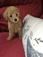 Punkin, a female Poodle - Miniature  for sale in Haddock, GA – 1 of 7