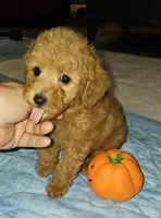Punkin, a female Poodle - Miniature  for sale in Haddock, GA – 5 of 7
