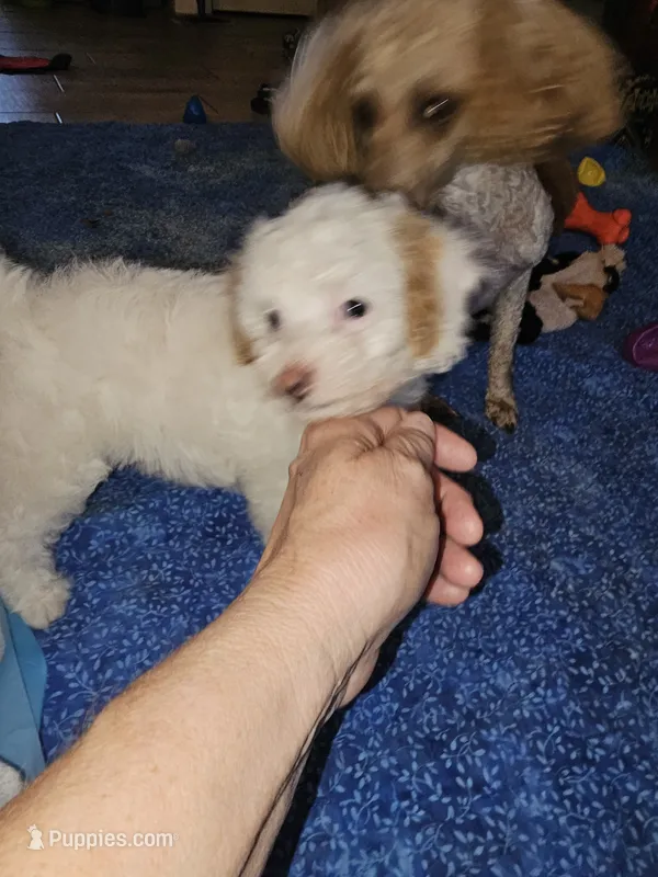 Deacon – Poodle - Miniature  puppy for sale in Haddock, GA