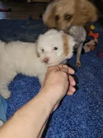 Deacon, a male Poodle - Miniature  for sale in Haddock, GA – 1 of 5
