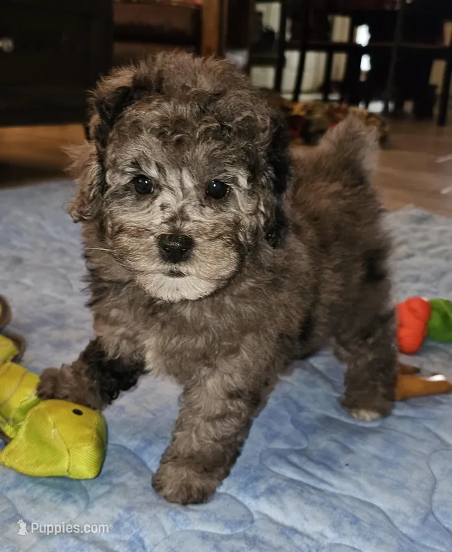 Rosie – Poodle - Miniature  puppy for sale in Haddock, GA