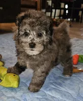 Rosie, a female Poodle - Miniature  for sale in Haddock, GA – Photo 1 of 6