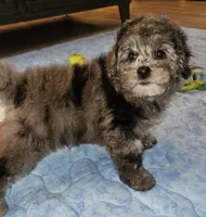 Rosie, a female Poodle - Miniature  for sale in Haddock, GA – Photo 3 of 6