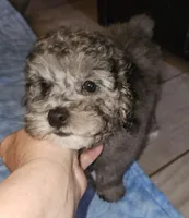 Rosie, a female Poodle - Miniature  for sale in Haddock, GA – Photo 5 of 6