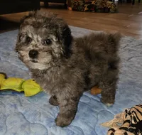 Rosie, a female Poodle - Miniature  for sale in Haddock, GA – Photo 4 of 6
