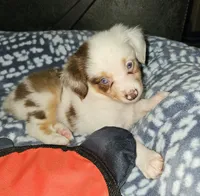 Freckles, a female Toy Australian Shepherd for sale in Haddock, GA – 2 of 6