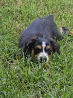 Quigley, a male Toy Australian Shepherd for sale in Haddock, GA – 3 of 5