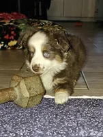 Mason, a male Toy Australian Shepherd for sale in Haddock, GA – Photo 5 of 5