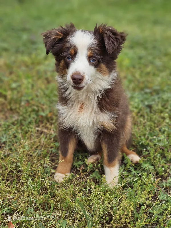 BET Mason – Toy Australian Shepherd puppy for sale in Haddock, GA