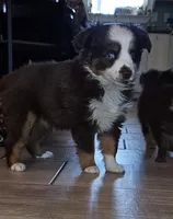 Mason, a male Toy Australian Shepherd for sale in Haddock, GA – Photo 1 of 5