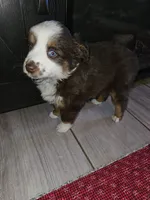 Mason, a male Toy Australian Shepherd for sale in Haddock, GA – Photo 4 of 5