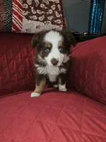 Mason, a male Toy Australian Shepherd for sale in Haddock, GA – Photo 3 of 5