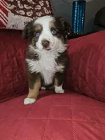 Mason, a male Toy Australian Shepherd for sale in Haddock, GA – Photo 2 of 5