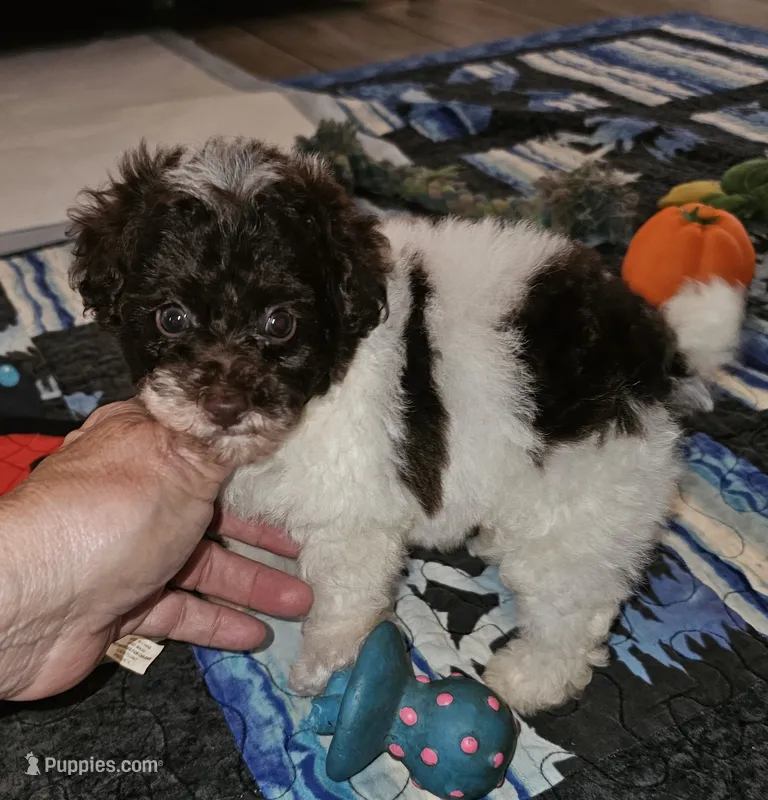 Cowboy – Poodle - Toy  puppy for sale in Haddock, GA
