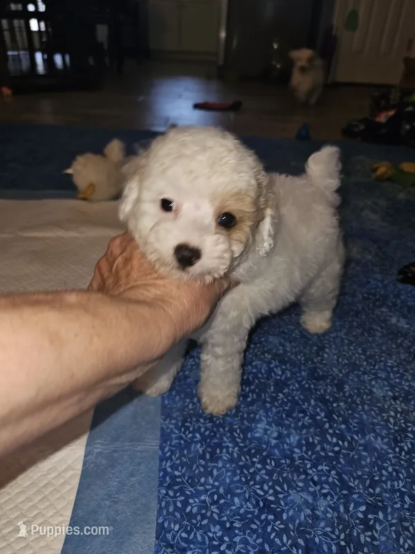 Fynn – Poodle - Miniature  puppy for sale in Haddock, GA