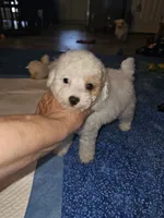 Fynn, a male Poodle - Miniature  for sale in Haddock, GA – 1 of 6