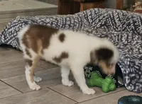 Freckles, a female Toy Australian Shepherd for sale in Haddock, GA – 3 of 6