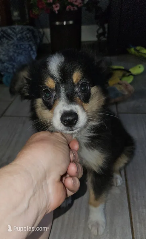 Busy – Toy Australian Shepherd puppy for sale in Haddock, GA