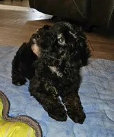 Mayze, a female Poodle - Miniature  for sale in Haddock, GA – 2 of 7