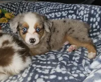 MAXIM, a male Toy Australian Shepherd for sale in Haddock, GA – 1 of 4