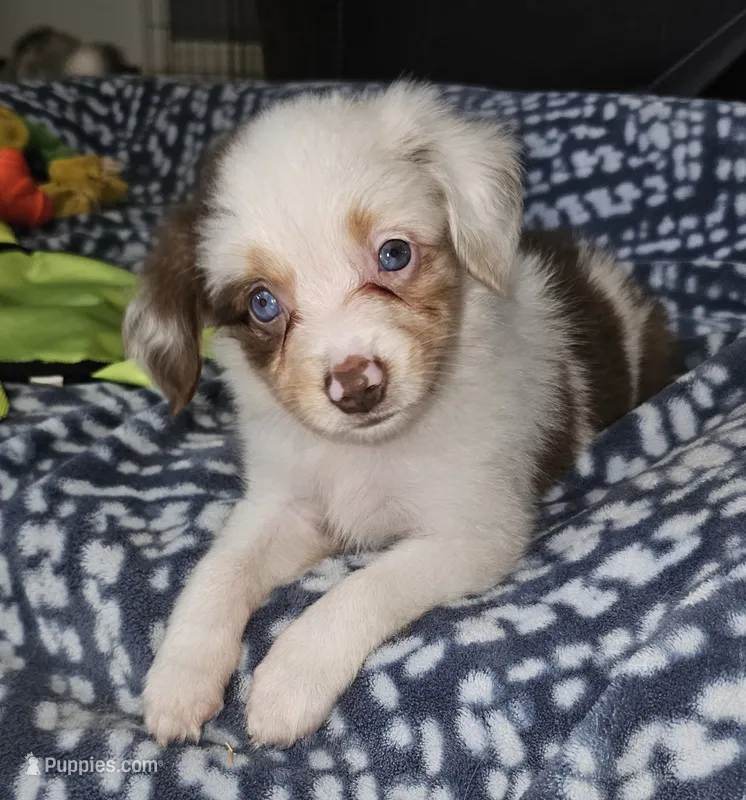 Freckles – Toy Australian Shepherd puppy for sale in Haddock, GA
