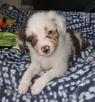 Freckles, a female Toy Australian Shepherd for sale in Haddock, GA – 1 of 6