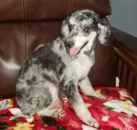 Mayze, a female Poodle - Miniature  for sale in Haddock, GA – 5 of 7