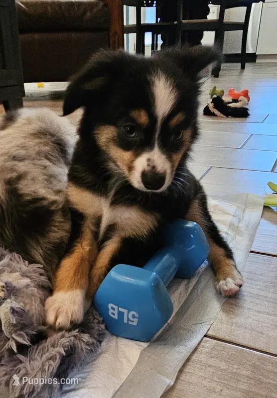 Quigley – Toy Australian Shepherd puppy for sale in Haddock, GA