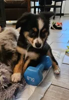 Quigley, a male Toy Australian Shepherd for sale in Haddock, GA – 1 of 6
