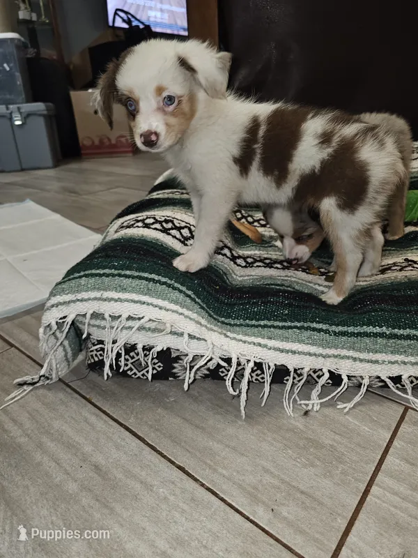 Freckles – Toy Australian Shepherd puppy for sale in Haddock, GA
