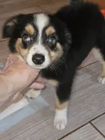 Quigley, a male Toy Australian Shepherd for sale in Haddock, GA – 3 of 6
