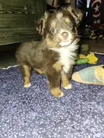 Toy boy, a male Toy Australian Shepherd for sale in Haddock, GA – Photo 3 of 5
