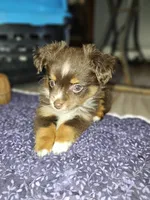 Toy boy, a male Toy Australian Shepherd for sale in Haddock, GA – Photo 5 of 5