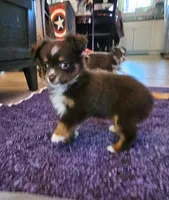 Toy boy, a male Toy Australian Shepherd for sale in Haddock, GA – Photo 1 of 5