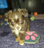 Toy boy, a male Toy Australian Shepherd for sale in Haddock, GA – Photo 4 of 5