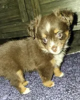 Toy boy, a male Toy Australian Shepherd for sale in Haddock, GA – Photo 2 of 5