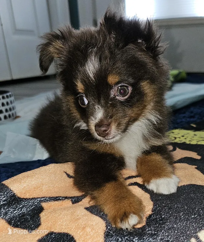 Toy boy – Toy Australian Shepherd puppy for sale in Haddock, GA