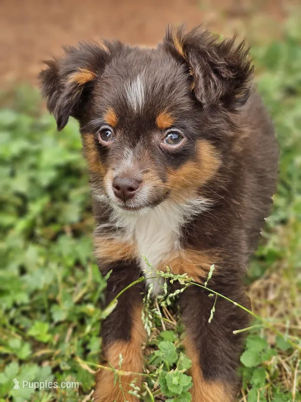 Toy boy – Toy Australian Shepherd puppy for sale in Haddock, GA