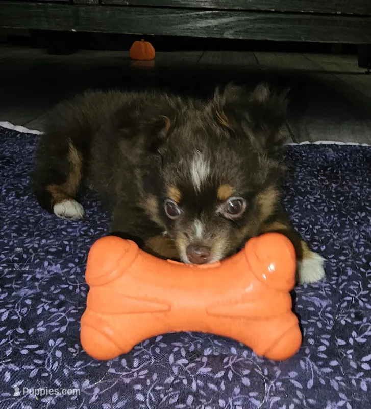 Toy boy – Toy Australian Shepherd puppy for sale in Haddock, GA