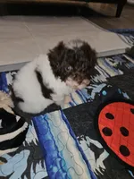 Cowboy, a male Poodle - Toy  for sale in Haddock, GA – 5 of 8