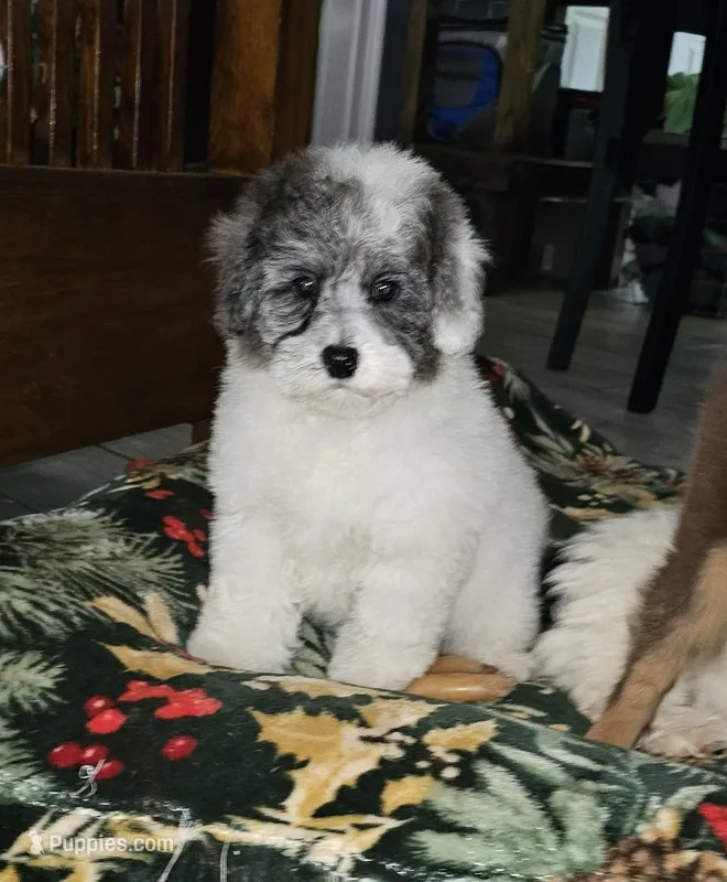 Dawson – Poodle - Miniature  puppy for sale in Haddock, GA