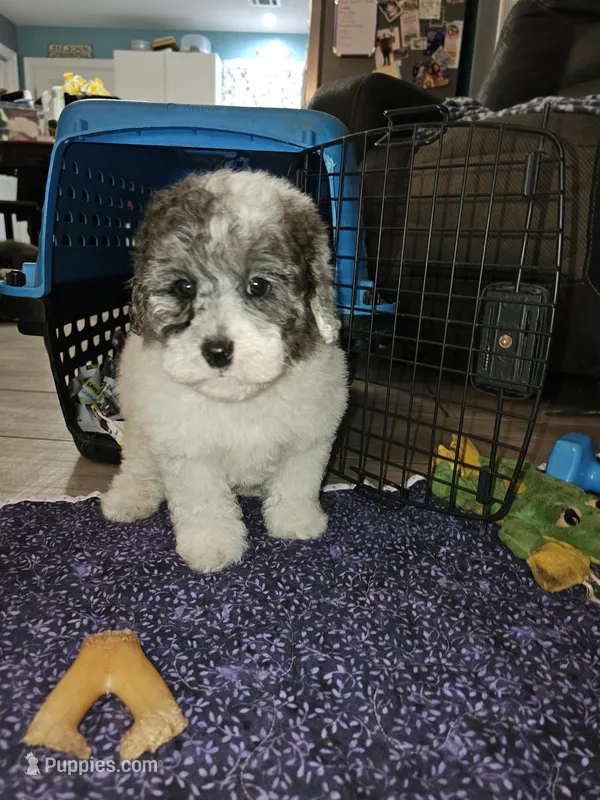 Dawson, a male Poodle - Miniature  for sale in Haddock, GA – Photo 1 of 5