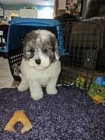 Dawson, a male Poodle - Miniature  for sale in Haddock, GA – Photo 1 of 5