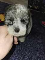 Dawson, a male Poodle - Miniature  for sale in Haddock, GA – Photo 4 of 5