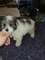 Dawson, a male Poodle - Miniature  for sale in Haddock, GA – Photo 2 of 5