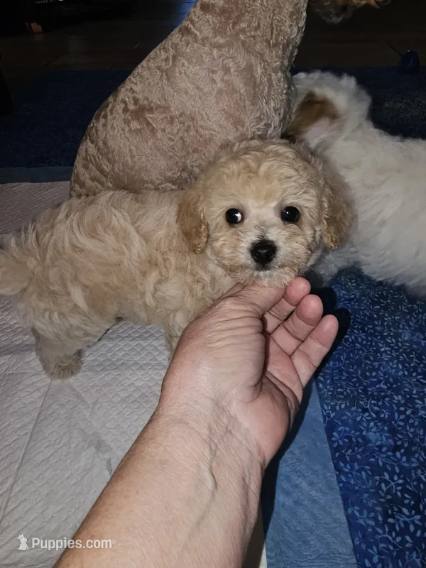 Jordy – Poodle - Miniature  puppy for sale in Haddock, GA