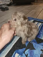 JIMI, a male Poodle - Toy  for sale in Haddock, GA – 5 of 8