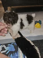Cowboy, a male Poodle - Toy  for sale in Haddock, GA – 4 of 8